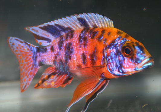 OB Red Peacock 3 inches