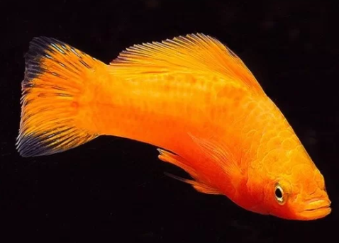 Orange Molly