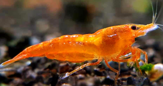Orange Shrimp