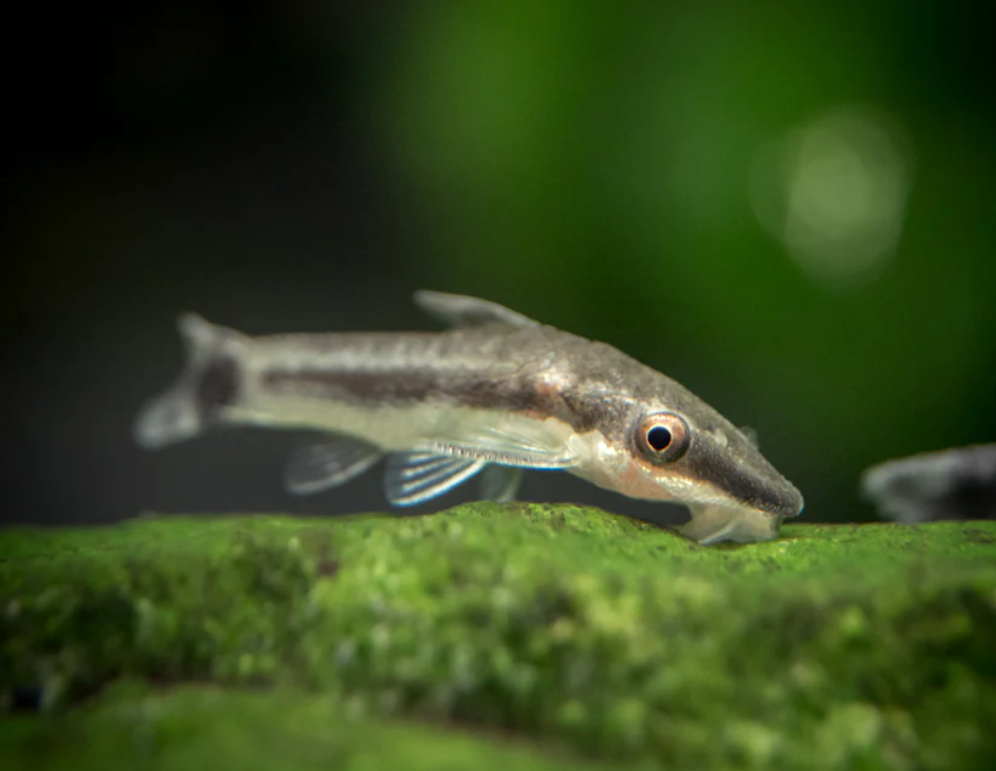 Otocinclus catfish