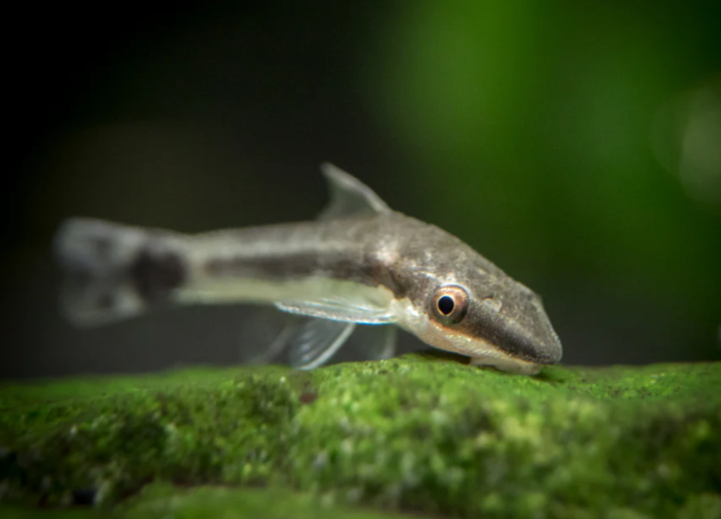 Otocinclus catfish