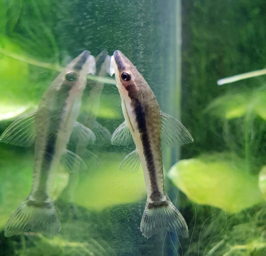 Otocinclus catfish