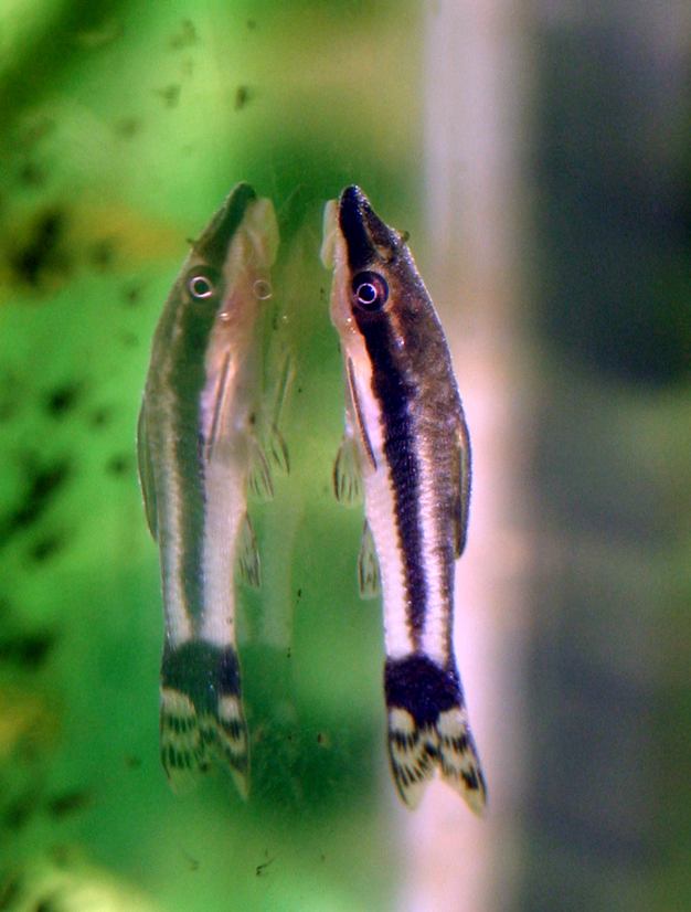 Otocinclus catfish