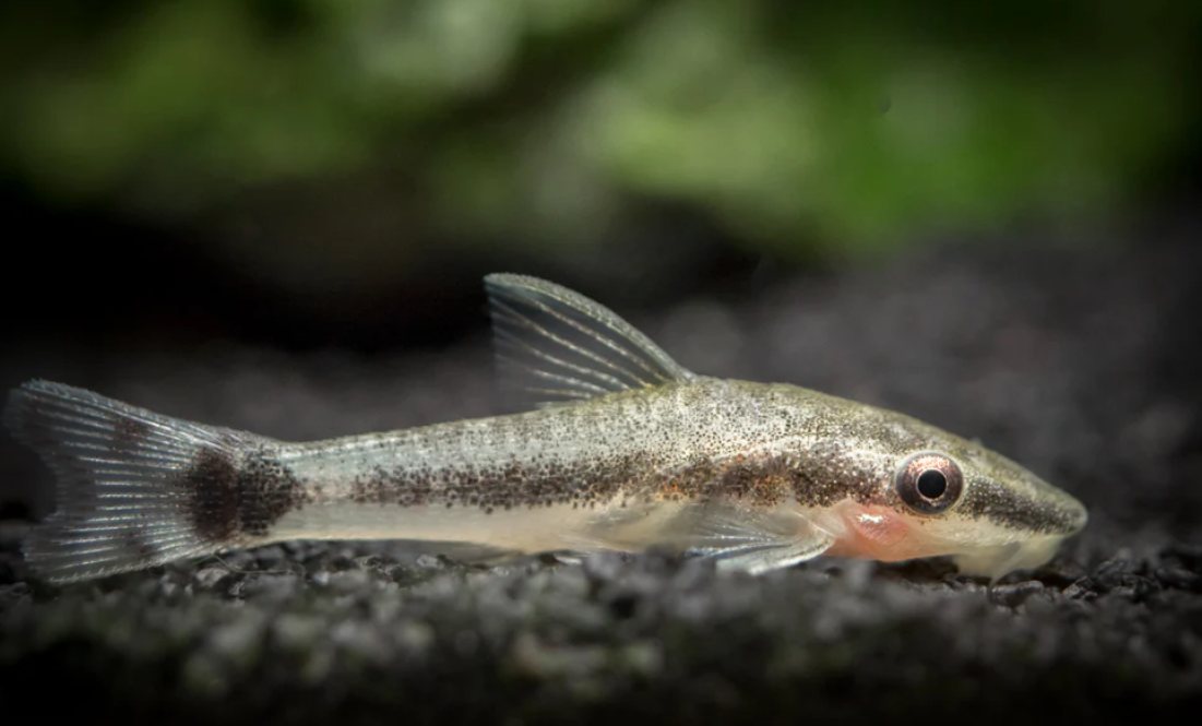 Otocinclus catfish