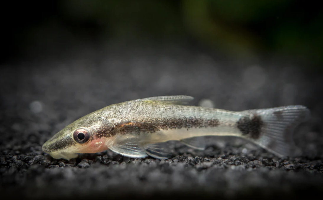 Otocinclus catfish