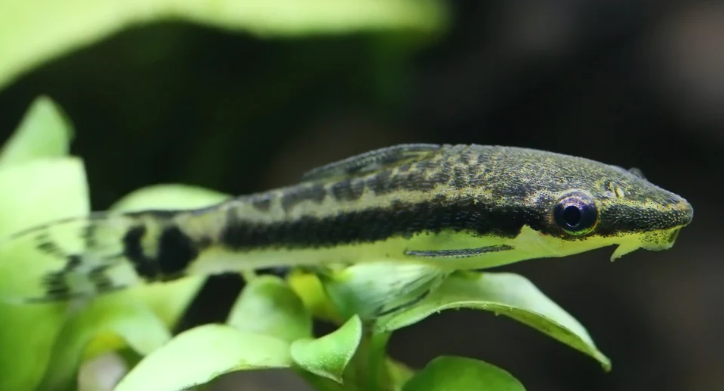 Otocynclus