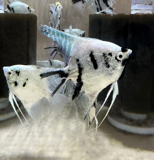 Panda angel