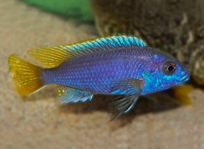 PSEUDOTROPHEUS SP ACEI YELLOW TAIL