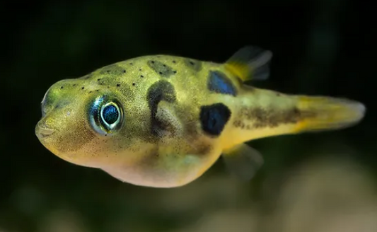 P.Puffer