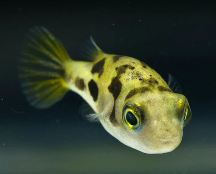 P.Puffer