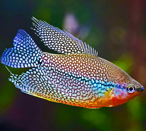 Pearl Gourami