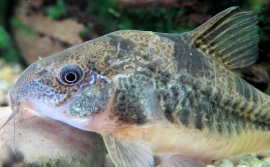 Peppar Cory