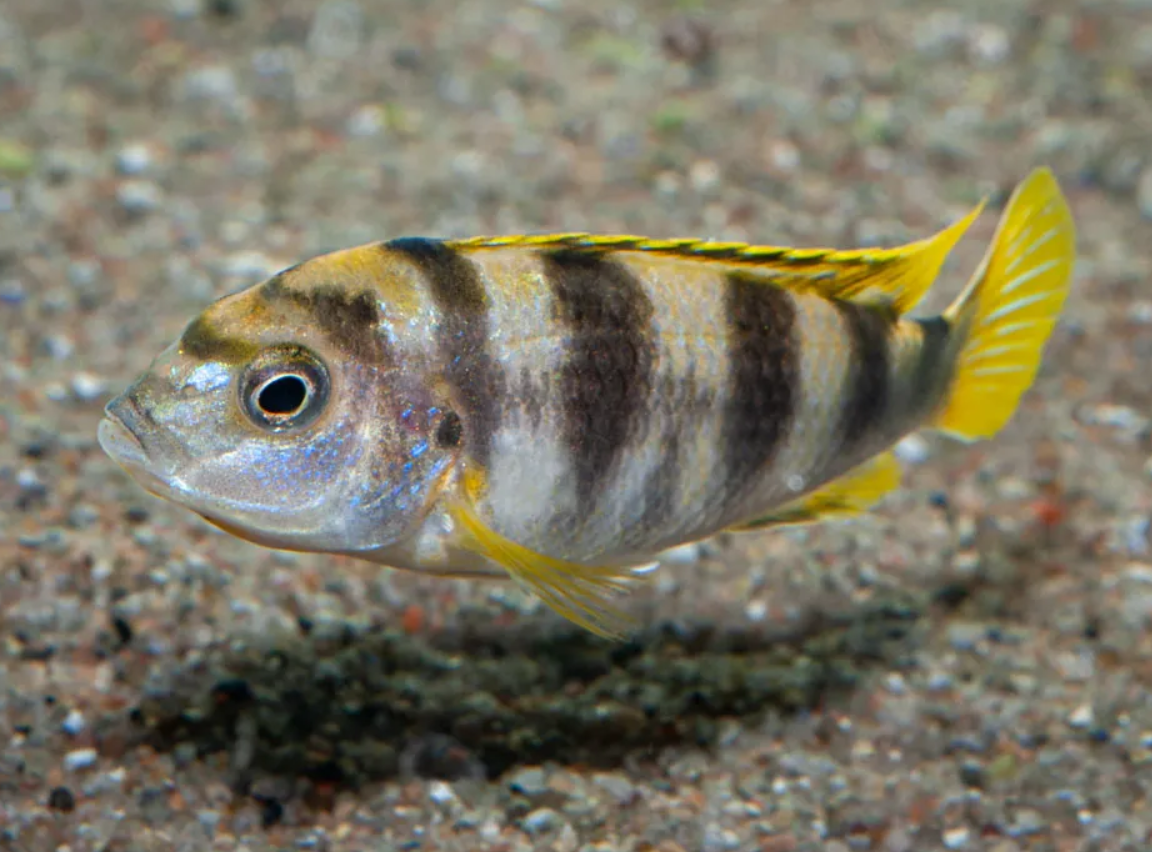 Perlmutt Cichlid
