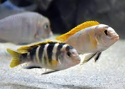 Perlmutt Cichlid