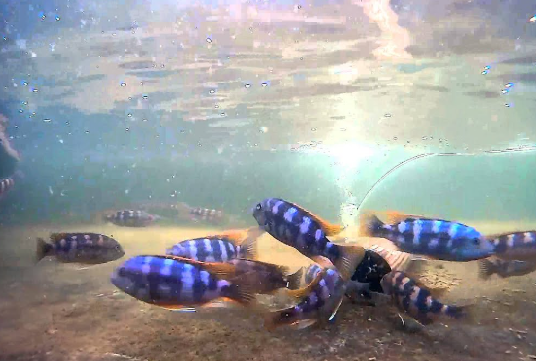 Petrotilapia chitimba