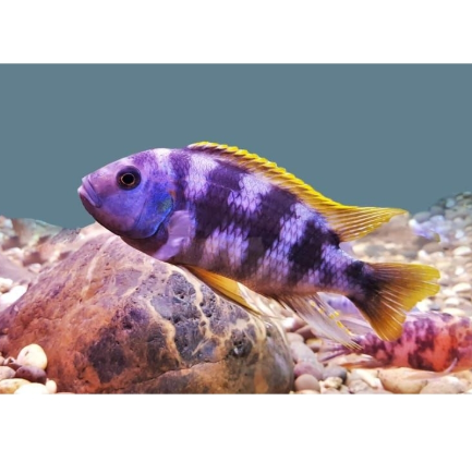 Petrotilapia chitimba