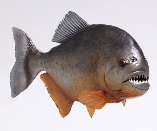Pirana