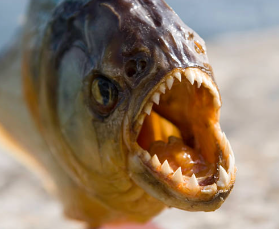 Pirana