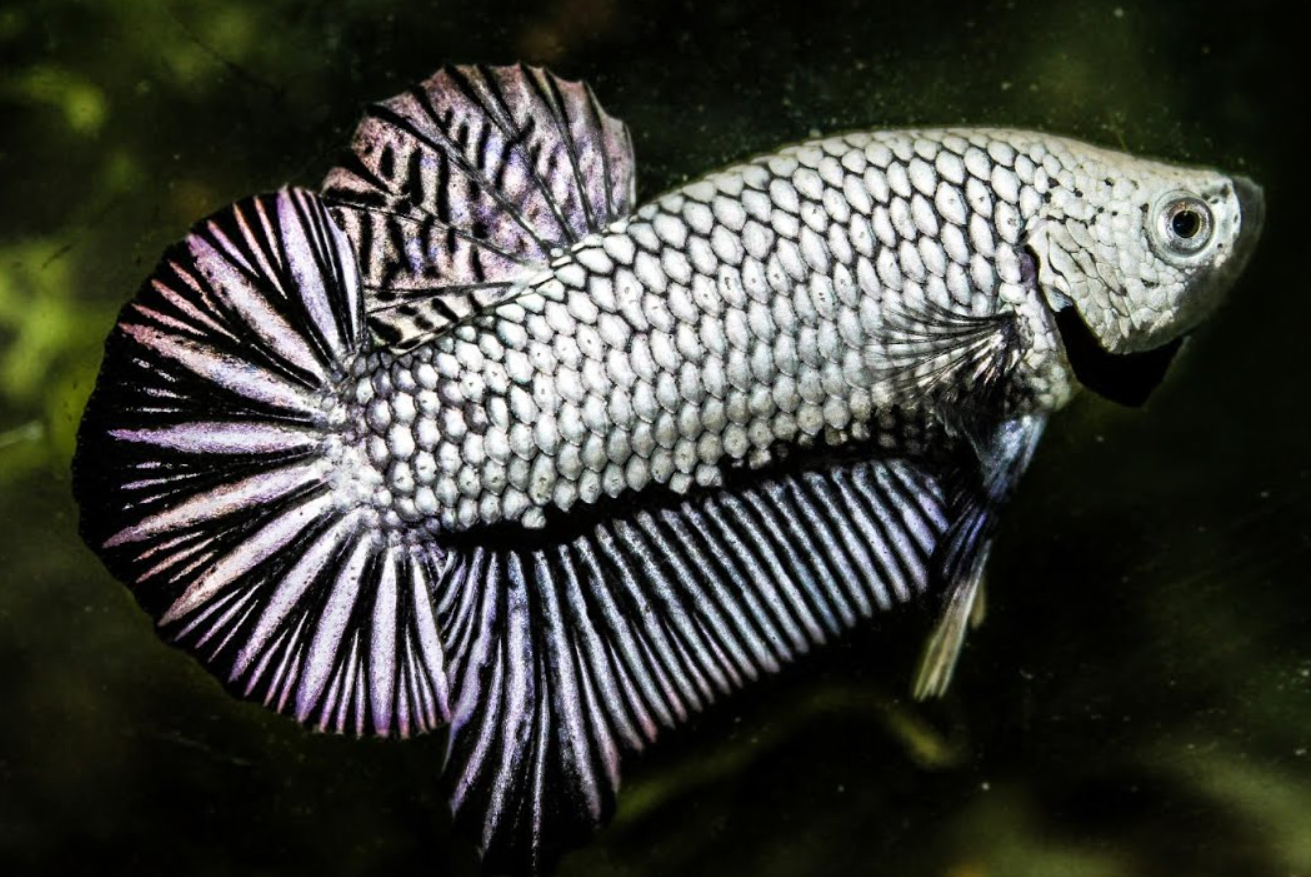 Plakat betta