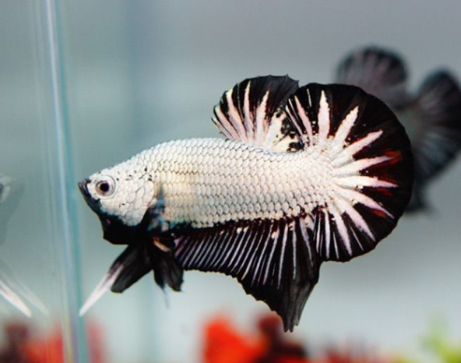 Plakat betta