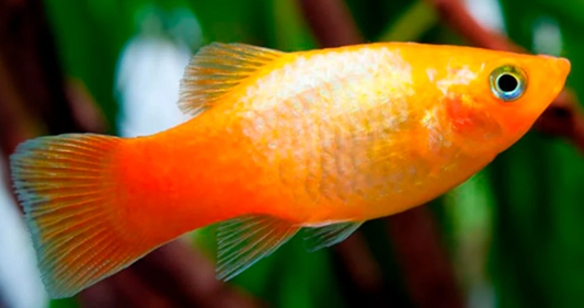 Platy