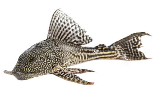 Pleco