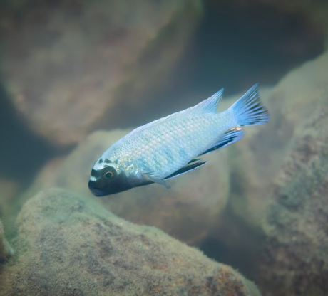 Polit Cichlid