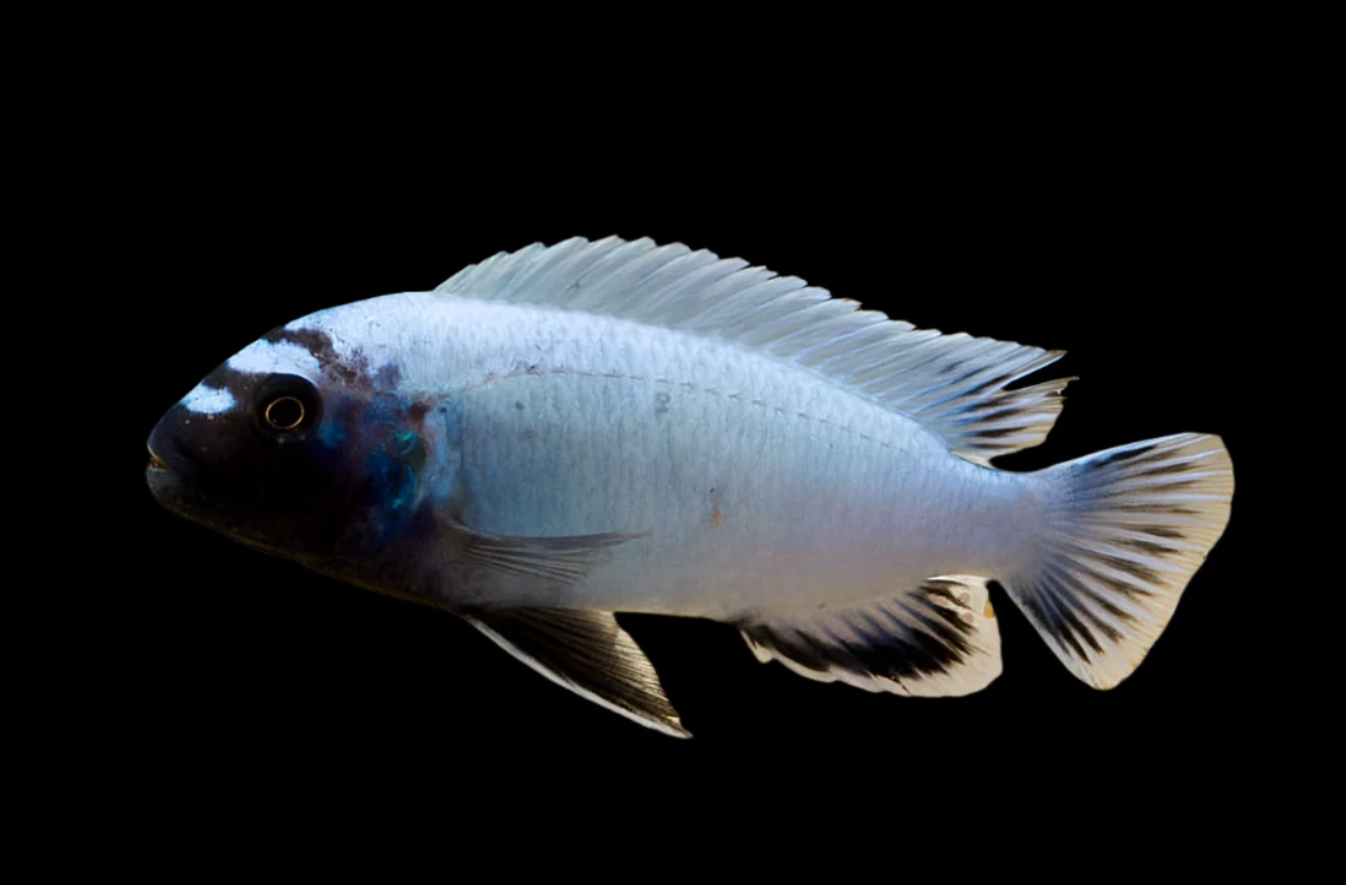 Polit Cichlid