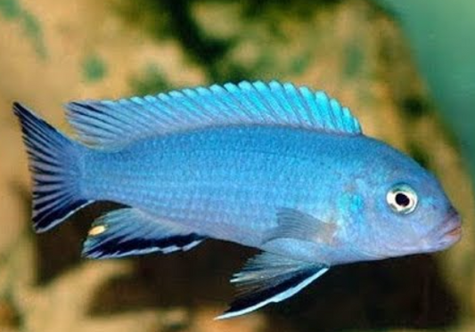 Powder Blue Cichlid 3 inches