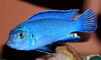 Powder Blue Cichlid 3 inches