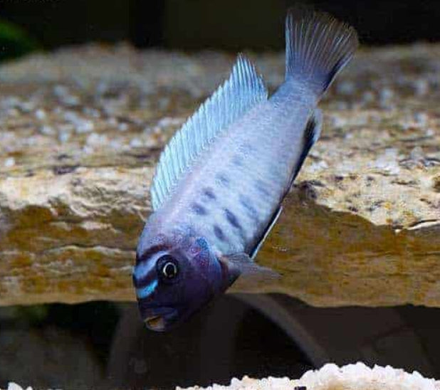 Pseudotropheus-sp-Polit