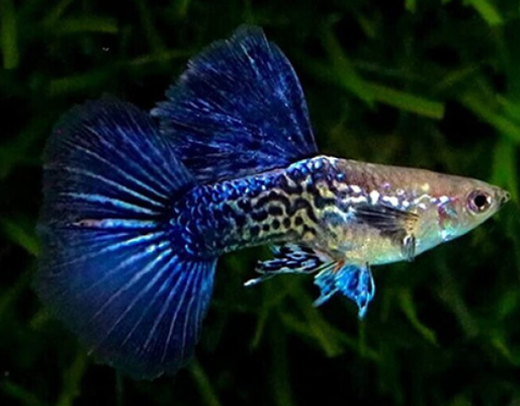 Purple Berry Guppy