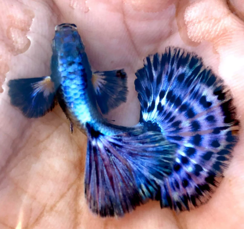 Purple Berry Guppy
