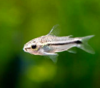 Pygmy Cory