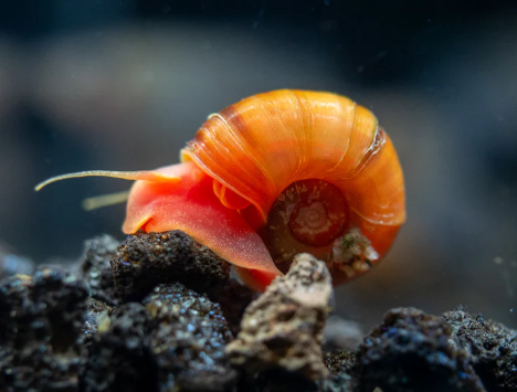 Ramshorn Snails