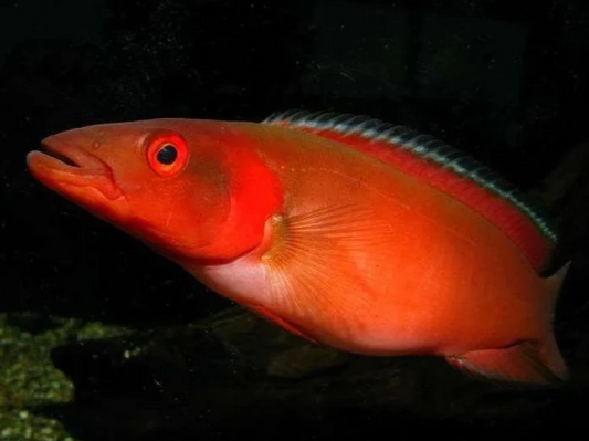 Red Atabapu Pike 9"-10"