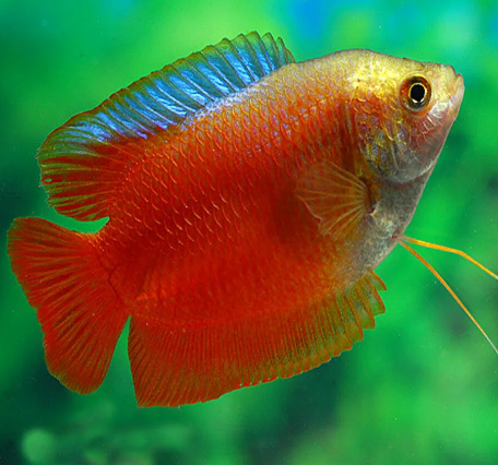 Red Colisa