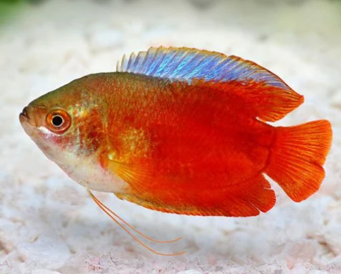 Red Colisa