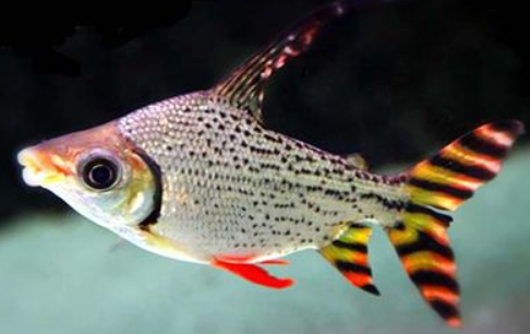 Red FlagTail 8"+