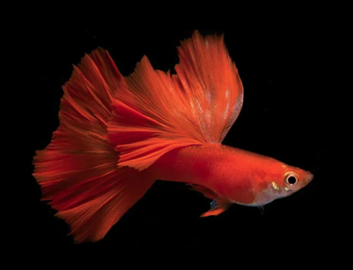 Red Guppy