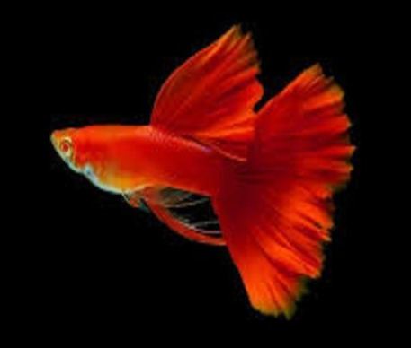 Red Guppy