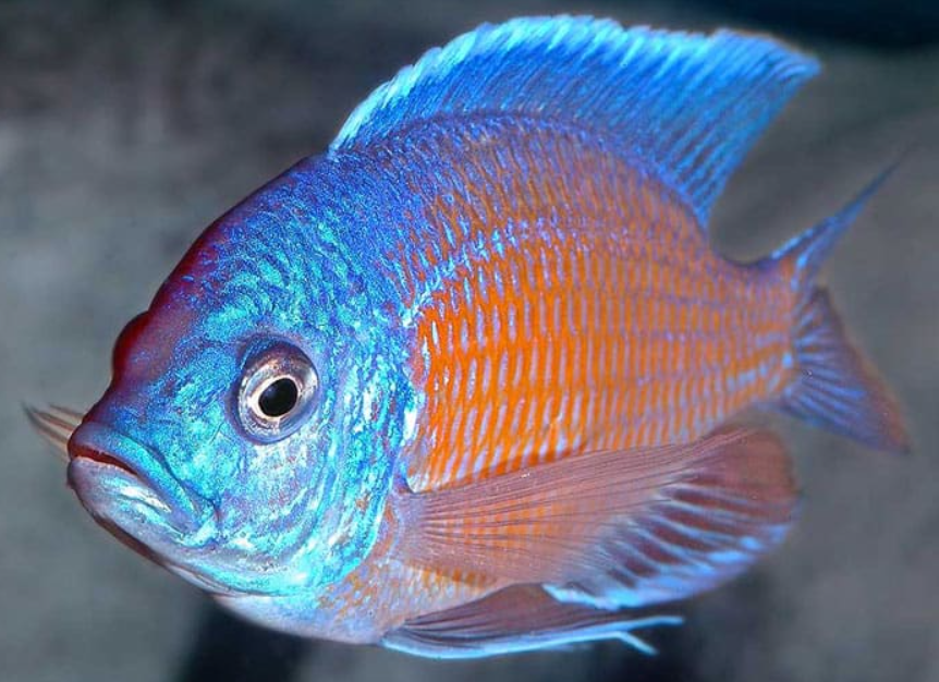 RedKadango Cichlid