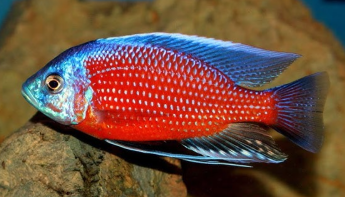RedKadango Cichlid