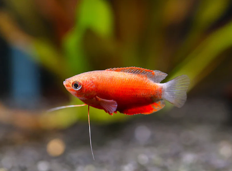 Red GOURAMI