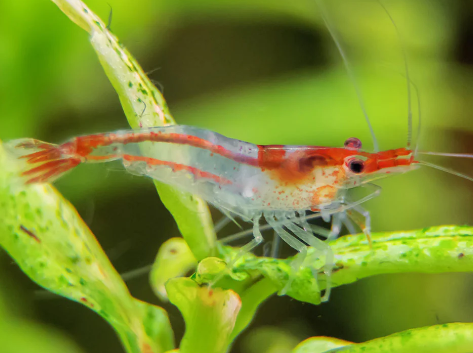 Red Rili Shrimp