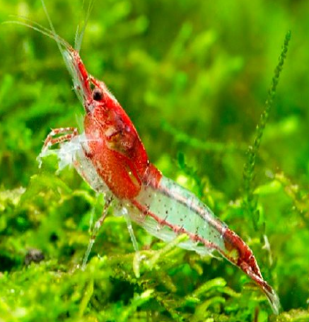 Red Rili Shrimp