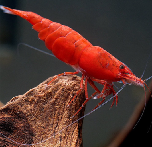 Red Shrimp