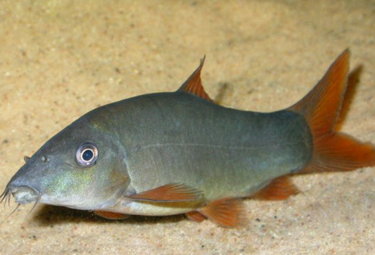 Red Tail Botia Loach