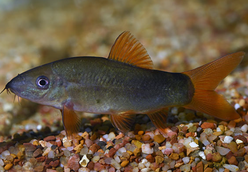Red Tail Botia Loach