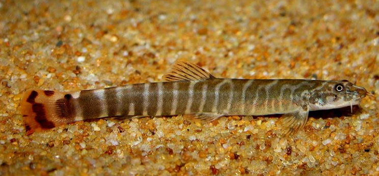 Red Tail Loach